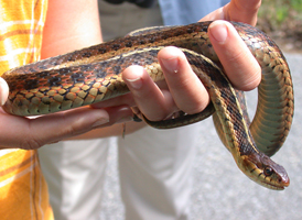 Common Garter Snake